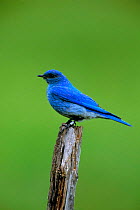 Mountain bluebird male {Sialia currucoides} Montana, USA