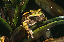 Marsupial frog {Gastrotheca plumbea} Ecuador