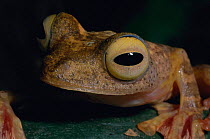 Harlequin treefrog, nocturnal {Rhacophorus pardalis} Lanjak-Entimau WS, Sarawak,