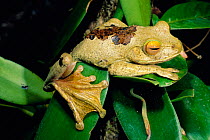 Giant flying tree frog {Boophis albilabris} La Madraka, Madagascar