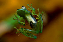Emerald glass frog underside {Centrolenella prosoblepon} Rio San Carlos, Costa Rica