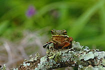 Green tree frog {Hyla cinerea} Long Island, New York, USA