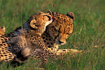 Cub licking mother Cheetah {Acinonyx jubatus} Masai Mara National Reserve Kenya