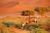 Gemsbok eating Namib melon {Oryx gazella gazella} Sossusvlei, Namibia