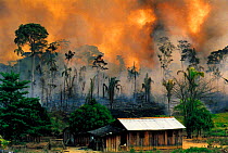N-22304 Slash and Burn. Burning rainforest to clear land for agriculture. Brazil.