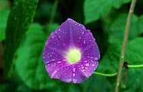 Flower of Purple moonflower {Ipomoea turbinata} Dhofar, Oman September