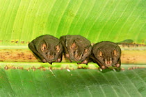 Brown tent building bats {Uroderma magnirostrum} Madre de Dios, Peru, South America