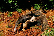 Giant anteater carrying baby on back {Myrmecophaga tridactyla} while feeding on termite mound, South America