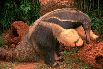Giant anteater feeding on termites {Myrmecophaga tridactyla} captive
