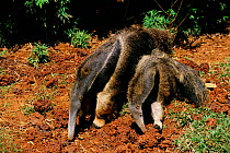 Giant anteater and baby feeding on termites {Myrmecophaga tridactyla} occurs Central and South America