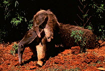 Giant anteater carrying young on back whilst feeding on termites {Myrmecophaga tridactyla} captive