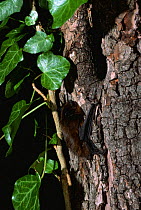 Common Pipistrelle bat near roost hole in tree {Pipistrellus pipistrellus} Hampshire, UK