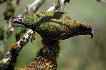 Kea parrot {Nestor notabilis} Southern alps, South island, New Zealand. Threatened