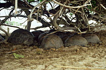 Aldabra giant tortoises shelter from sun resting in shade {Geochelone gigantea} Seychelles