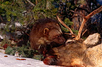Wolverine {Gulo gulo} Captive, scavenging on Reindeer, USA