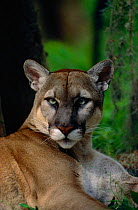 Puma / Florida panther portrait {Felis concolor} captive, USA