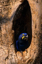 Hyacinth macaw in nest hole {Anodorhynchus hyacinthinus} Pantanal, Brazil