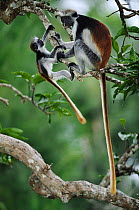 Zanzibar red colobus monkey (Procolobus kirkii) mother with young, Zanzibar, Tanzania, East Africa