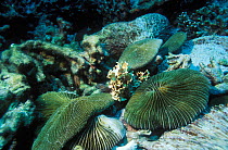 Mushroom corals {Fungia genus} Similan Islands, Andaman Sea, Thailand, Indian Ocean