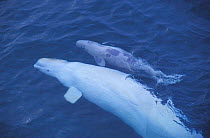 White / Beluga whale + baby {Delphinapterus leucas} Nunavut, Canadian arctic