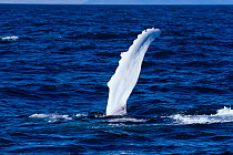 Humpback whale slapping water with long flipper {Megaptera novaeangliae} Iceland