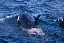 Killer whale surfacing showing dorsal fin, eyepatch and blowhole {Orcinus orca} Iceland