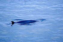 Minke whale surfacing {Balaenoptera acutorostrata} Iceland