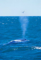 Blue whale blowing {Balaenoptera musculus} + surprised Fulmar. Iceland