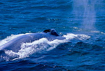 Blue whale at surface showing large blowhole {Balaenoptera musculus} Iceland