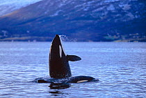 Killer whale  spy hopping with calf nearby {Orcinus orca} Tysfjord, Norway. winter