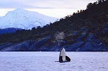 Killer whale spy hopping {Orcinus orca} Tysfjord, Norway. winter