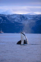 Killer whale (Orca) spy hopping {Orcinus orca} Tysfjord, Norway. winter