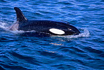 Killer whale (Orca) surfacing showing dorsal fin, eyepatch and blowhole {Orcinus orca} Iceland
