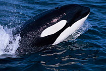 Killer whale (Orca) surfacing showing mouth, eyepatch and blowhole {Orcinus orca} Iceland