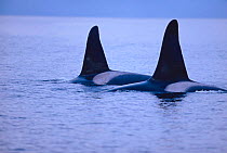 Killer whale (Orcas) two adult males at surface {Orcinus orca} Tysfjord, Norway. winter
