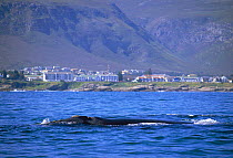 Southern right whale at surface {Balaena glacialis australis} in front of Windsor hotel, Hermanus, South Africa