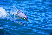Heaviside's dolphin surfing {Cephalorhynchus heavisidii} Lamberts bay, South Africa