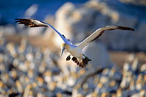 Cape gannet flying over colony to locate nest {Morus capensis} Bird island, Lamberts bay, South Africa