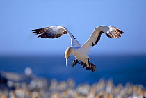 Cape gannet landing {Morus capensis} at nest colony on Bird island, Lamberts bay, South Africa