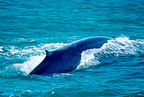 Blue whale at surface showing long back and small dorsal fin {Balaenoptera musculus} Iceland