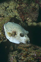 Black spotted pufferfish (Arothron nigropunctatus) Andaman Sea, Thailand