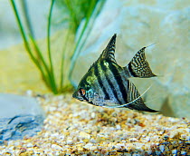 Freshwater Angelfish {Pterophyllum scalare} captive aquarium