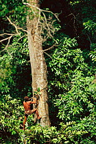 Mbuti pygmy climbs forest tree. Epulu forest reserve, Dem Rep of Congo, Central Africa