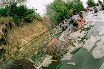 Close up of Hippopotamus wallowing in Rutshuru river {Hippopotamus amphibius} Rwindi, Virunga NP, Dem Rep Congo
