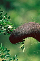 Close up of trunk of African elephant entwined round branch, feeding {Loxodonta africana} Kenya