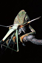 Graceful chameleon {Chamaeleo gracialis} feeding on grasshopper. Tsavo East NP, Kenya