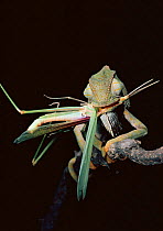 Graceful chameleon {Chamaeleo gracialis} feeding on grasshopper. Tsavo East NP, Kenya