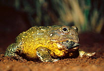African bullfrog {Pyxicephalus flavigula} eating mouse. Tsavo East NP, Kenya