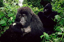 Mountain gorilla family, mother suckling young + male silverback in background {Gorilla g beringei} Virunga NP, Dem Rep Congo