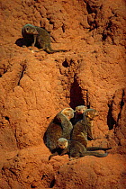 Dwarf mongoose family on termite mound {Helogale parvula} Tsavo East NP, Kenya, East Africa